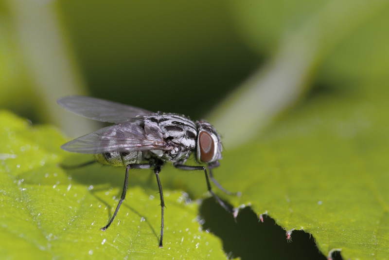 Photo Insectes Mouche des pluies (Anthomyia pluvialis)