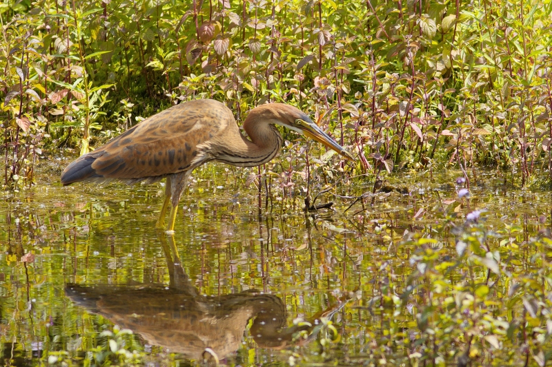 Photo Oiseaux Héron pourpré (Ardea purpurea)