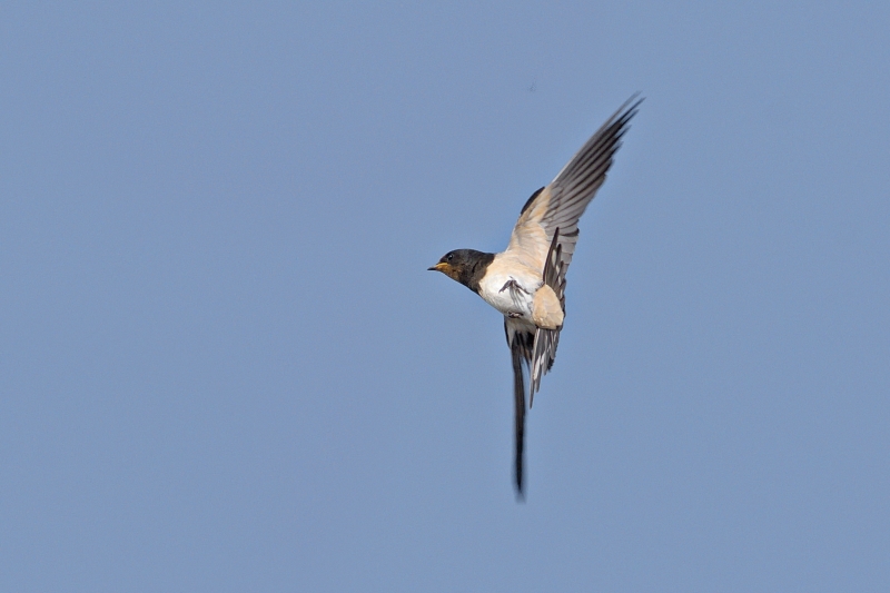 Photo Oiseaux Hirondelle rustique (Hirundo rustica)
