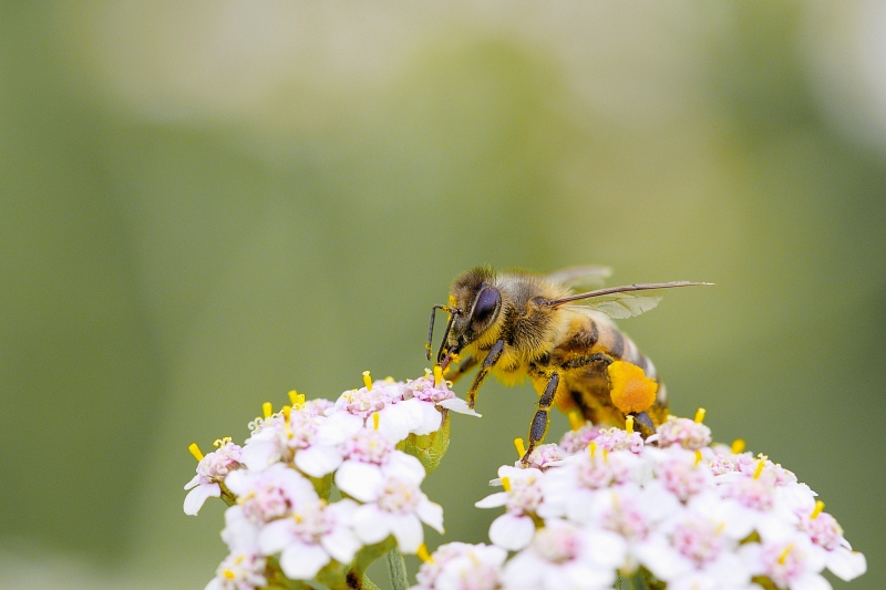 Photo Insectes abeille domestique (apis mellifera) 
