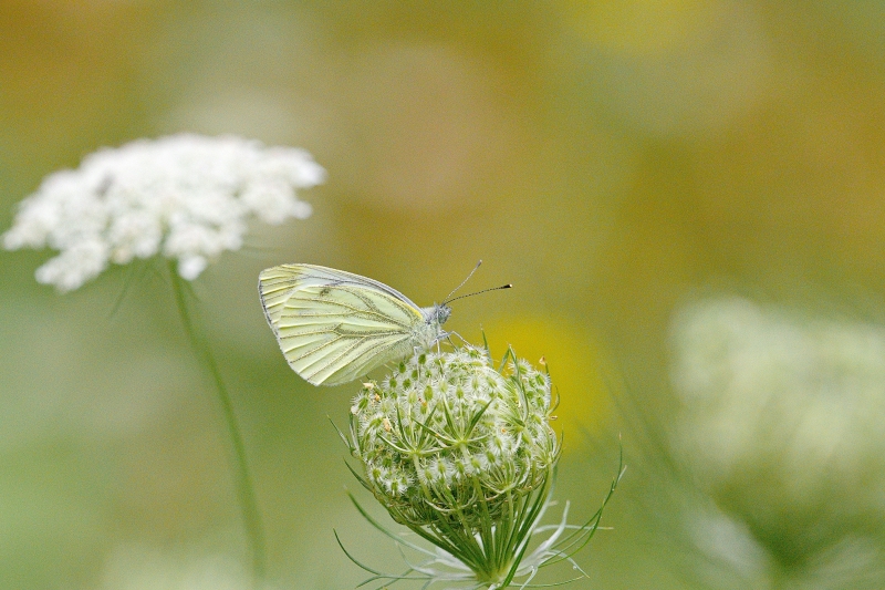 Photo Insectes Piéride du navet (Pieris napi)
