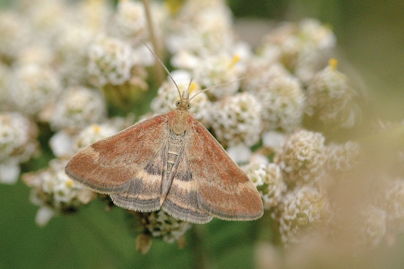 Photo Insectes Pyrale des buissons (Pyrausta despicata)