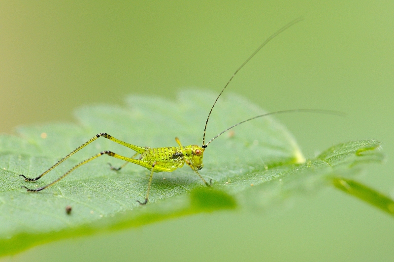 Photo Insectes Sauterelle ponctuée (Leptophyes punctatissima)