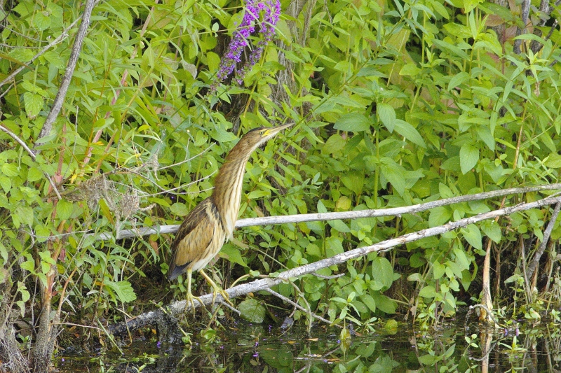Photo Oiseaux Blongios nain (Ixobrychus minutus)