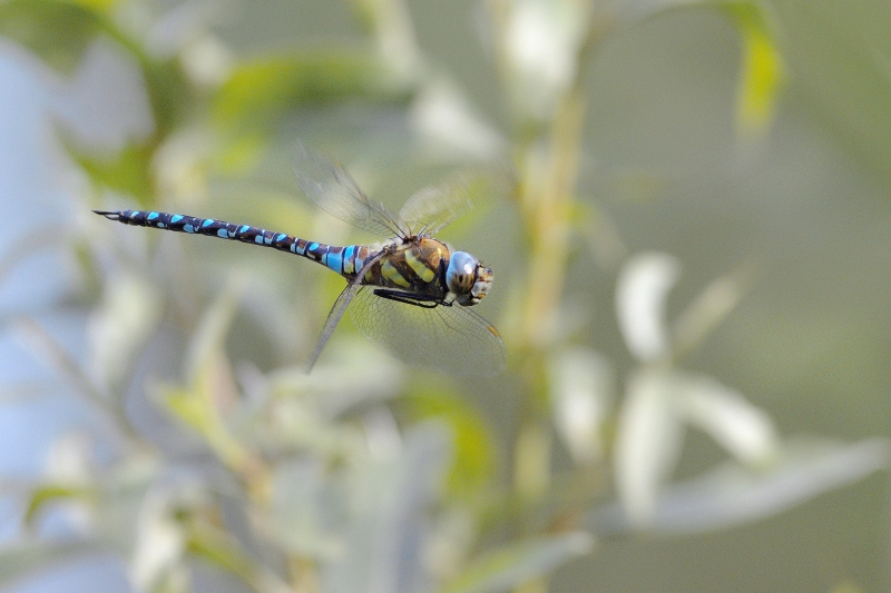 Photo Insectes Aeschne mixte (Aeschna mixta)