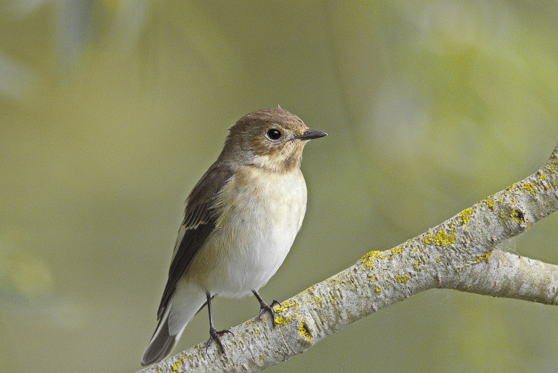Photo Oiseaux Gobemouche noir (Ficedula hypoleuca)