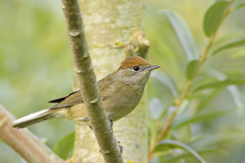Photo Oiseaux Fauvette à tête noire (Sylvia atricapilla)