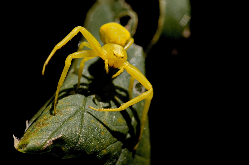 Photo Araignées Thomise Variable (Misumena vatia)