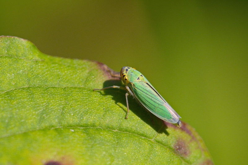 Photo Insectes Cicadelle verte (Empoasca vitis)