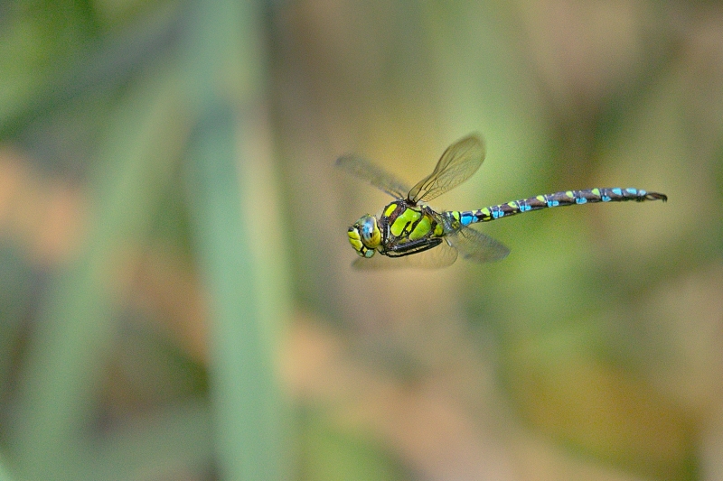 Photo Insectes Aeschne bleue (Aeshna cyanea)