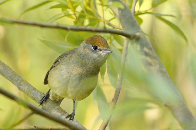 Photo Oiseaux Fauvette à tête noire (Sylvia atricapilla)