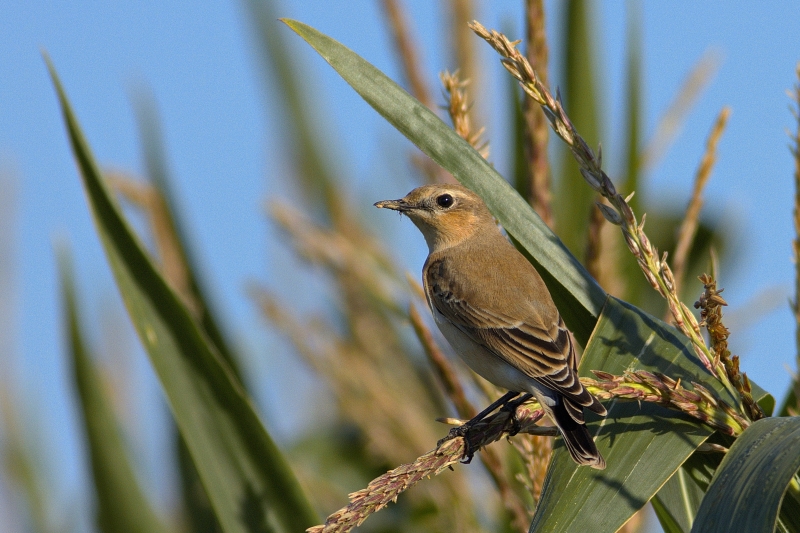Photo Oiseaux Traquet motteux (Oenanthe oenanthe)