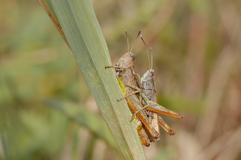 Photo Insectes Criquet des pâtures (Chorthippus parallelus)