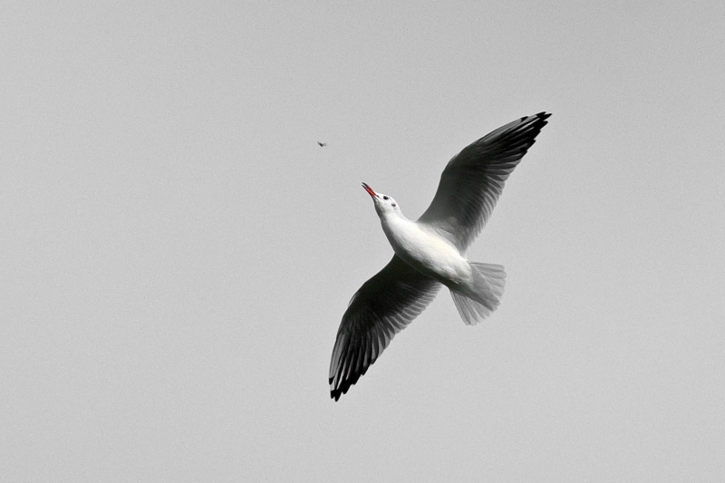 Photo Oiseaux Mouette rieuse (Chroicocephalus ridibundus)