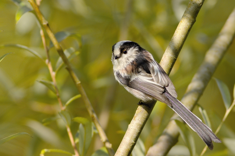 Photo Oiseaux Mésange à longue queue (Aegithalos caudatus)