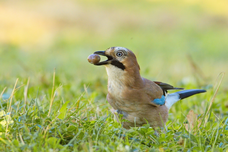 Photo Oiseaux Geai des chènes (Garrulus glandarius)