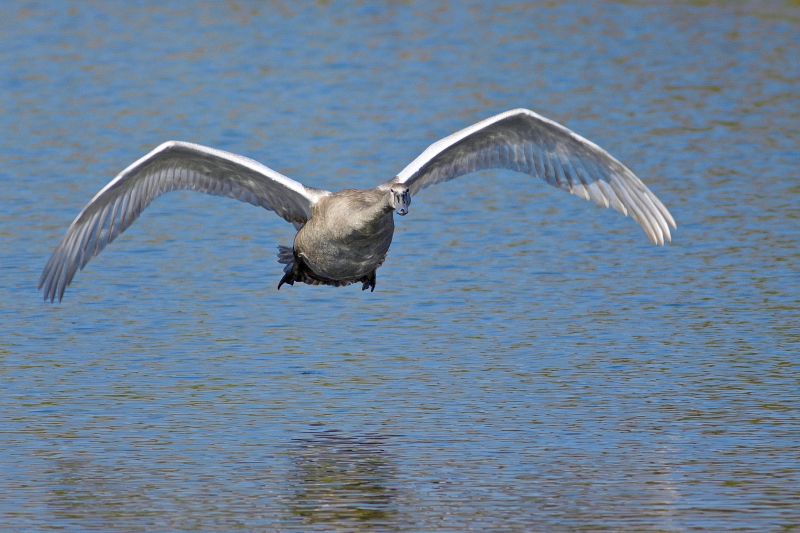 Photo Oiseaux Cygne tuberculé (Cygnus olor)