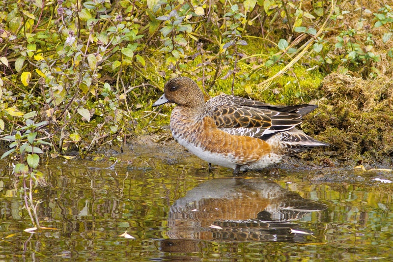 Photo Oiseaux Canard siffleur (Mareca penelope)