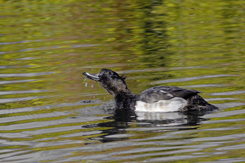 Photo Oiseaux Fuligule morillon (Aythya fuligula)