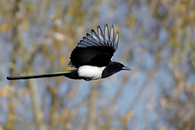 Photo Oiseaux Pie bavarde (Pica pica)