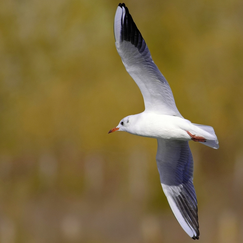 Photo Oiseaux Mouette rieuse (Chroicocephalus ridibundus)