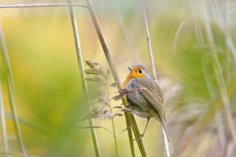Photo Oiseaux Rouge-gorge familier (Erithacus rubecula)