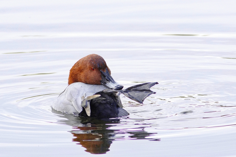 Photo Oiseaux Fuligule milouin (Aythya ferina)