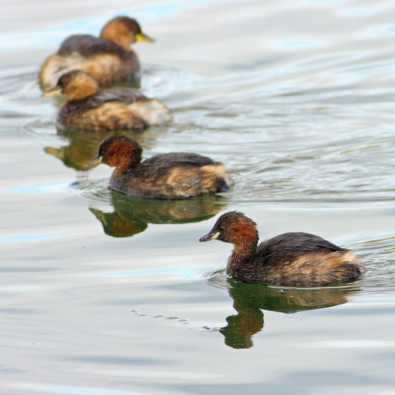 Photo Oiseaux Grèbe castagneux (Tachybaptus ruficollis)