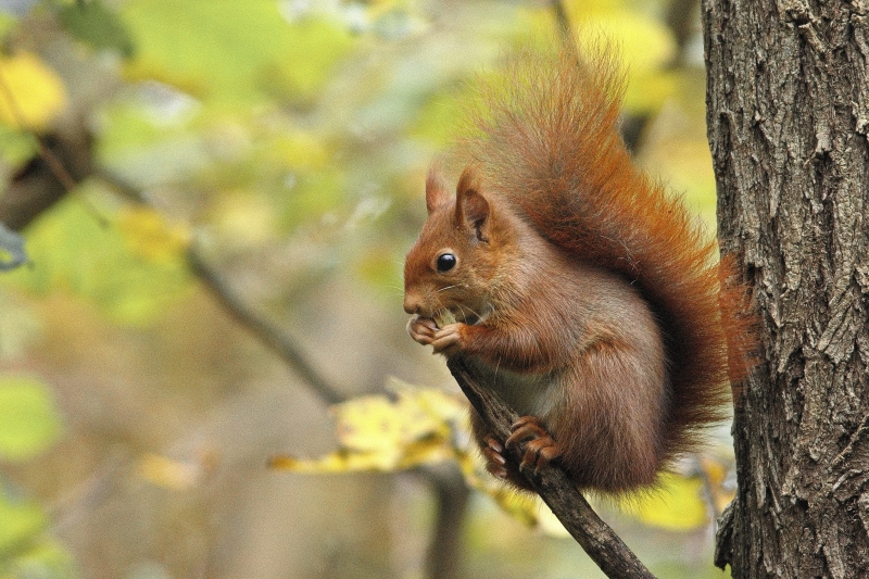 Photo Mammifères Ecureuil roux (Sciurus vulgaris)