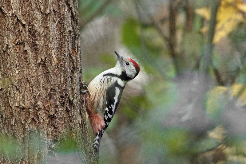 Photo Oiseaux Pic mar (Dendrocoptes medius)