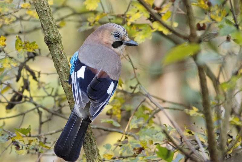 Photo Oiseaux Geai des chènes (Garrulus glandarius)