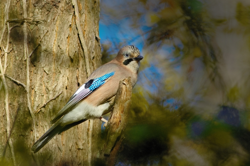 Photo Oiseaux Geai des chènes (Garrulus glandarius)