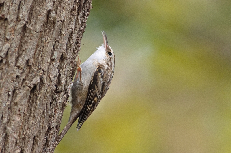 Photo Oiseaux Grimpereau des jardins (Certhia brachydactyla)