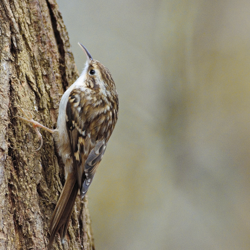 Photo Oiseaux Grimpereau des jardins (Certhia brachydactyla)