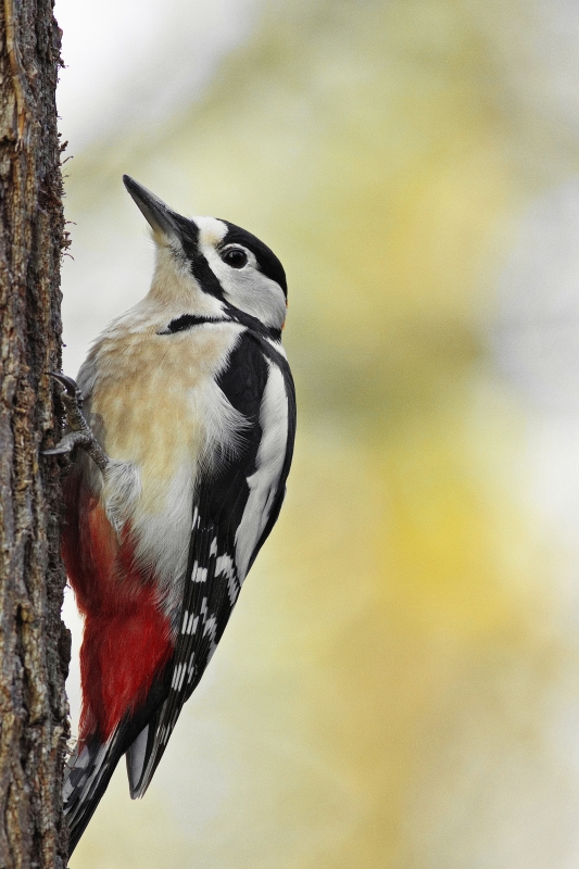 Photo Oiseaux Pic épeiche (Dendrocopos major)