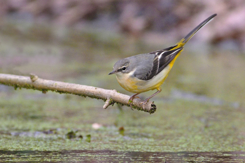 Photo Oiseaux Bergeronnette des ruisseaux (Motacilla cinerea)