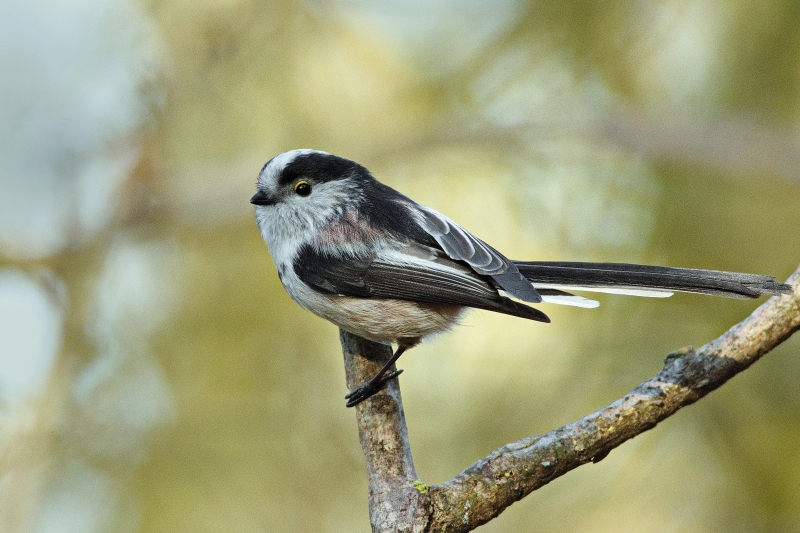 Photo Oiseaux Mésange à longue queue (Aegithalos caudatus)