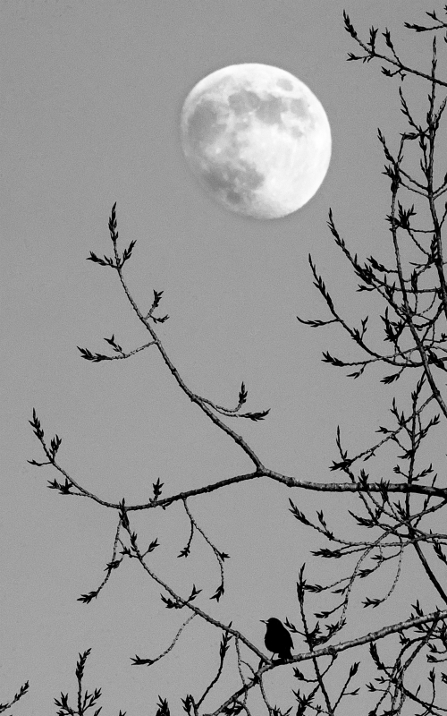 Photo Paysages naturels Lever de lune