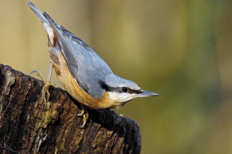 Photo Oiseaux Sittelle torchepot (Sitta europaea)