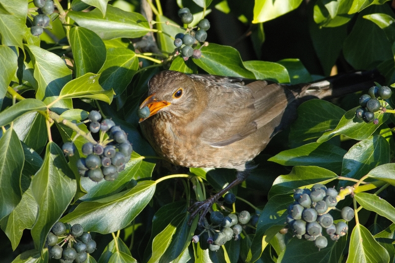 Photo Oiseaux Merle noir (Turdus merula)