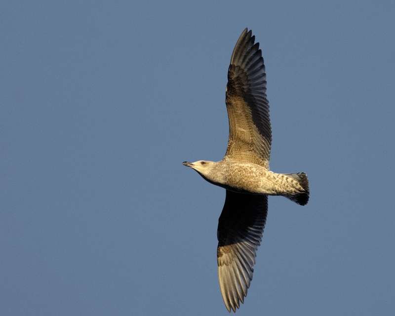 Photo Oiseaux Goéland