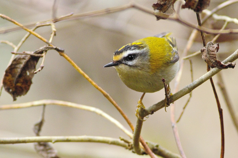Photo Oiseaux Roitelet triple bandeau (Regulus ignicapilla)