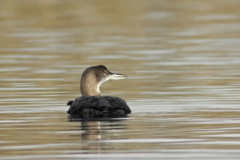 Photo Oiseaux Plongeon imbrin (Gavia immer)