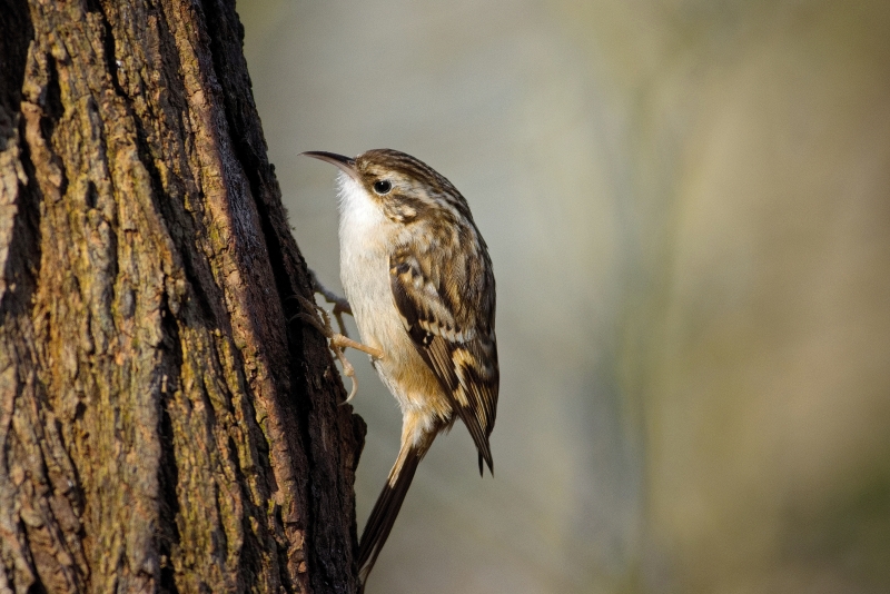 Photo Oiseaux Grimpereau des jardins (Certhia brachydactyla)