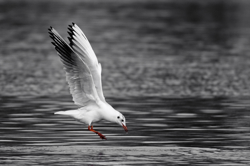 Photo Oiseaux Mouette rieuse (Chroicocephalus ridibundus)