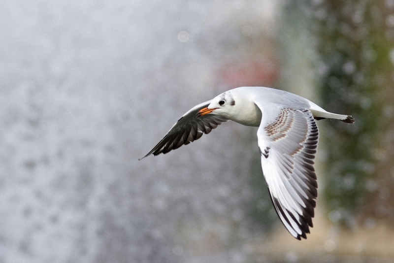 Photo Oiseaux Mouette rieuse (Chroicocephalus ridibundus)