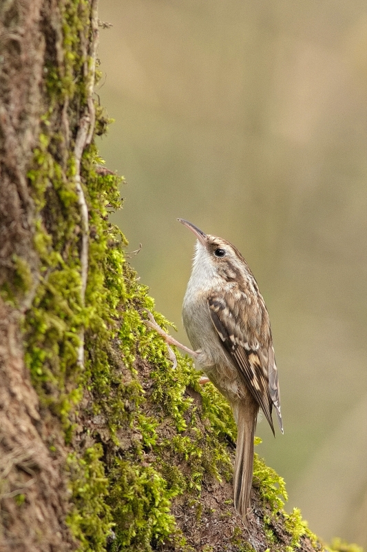 Photo Oiseaux Grimpereau des jardins (Certhia brachydactyla)