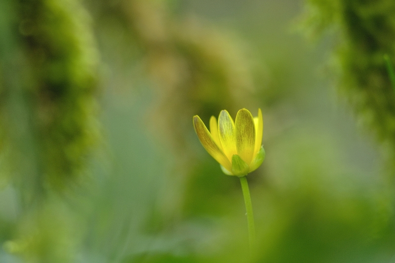 Photo Flore Ficaire fausse-renoncule (Ficaria verna)