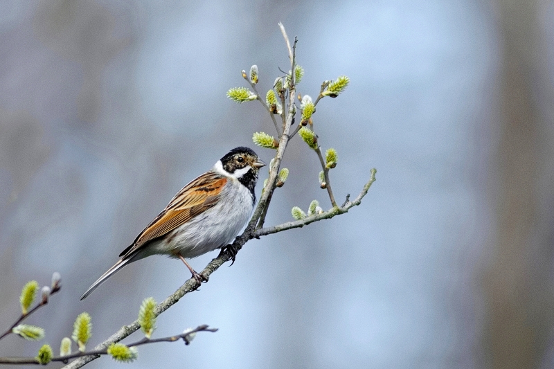 Photo Oiseaux Bruant des roseaux (Emberiza schoeniclus)