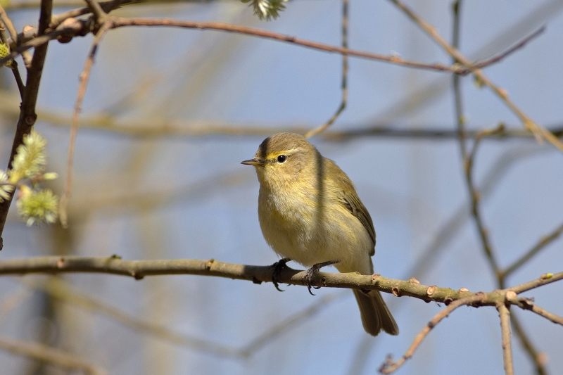 Photo Oiseaux Pouillot véloce (Phylloscopus collybita)